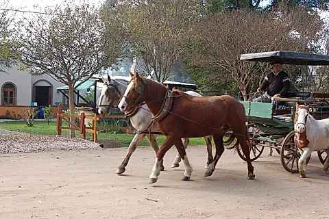 La Florinda 4
