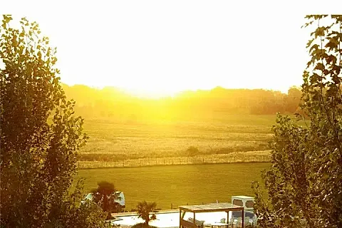Los Girasoles 3
