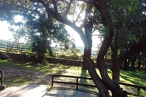 Kalifa 4