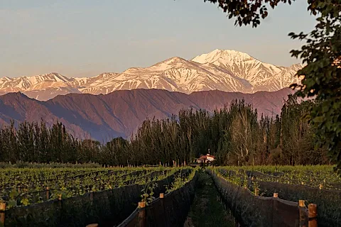 Finca Bandini 2