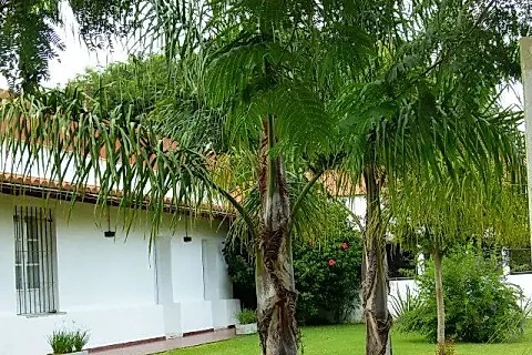 Raíces Apart 2