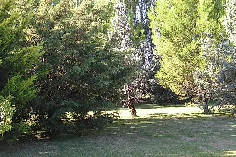 Olivares de San Roque 4
