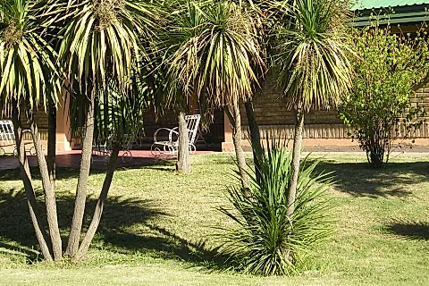 Olivares de San Roque 3