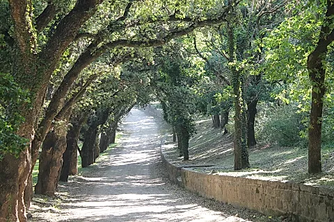 Alto San Pedro 5