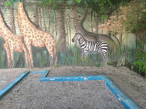 Animal Kingdom 4