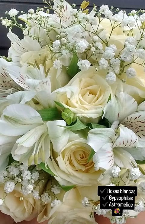Amapolas y Jazmines