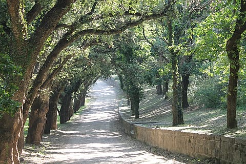 Alto San Pedro 5