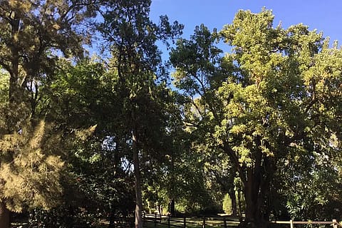 Chacra Los Pinos 2