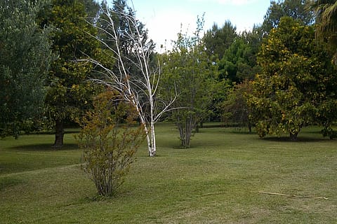 Olivares de San Roque