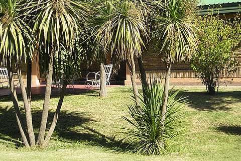 Olivares de San Roque 3