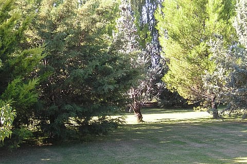 Olivares de San Roque 4