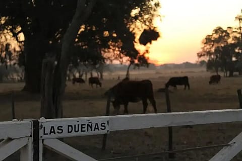 Las Dueñas de Areco 2
