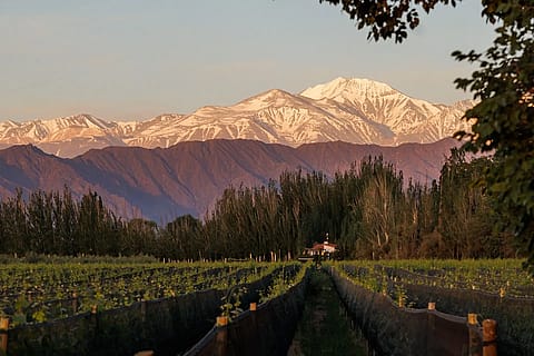 Finca Bandini 2