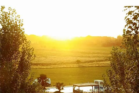 Los Girasoles 3