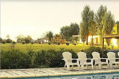 Los Girasoles 5