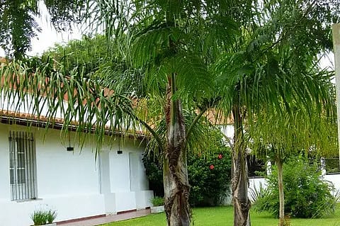 Raíces Apart 2
