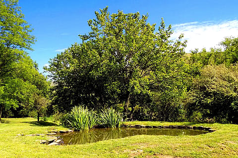 A Orilla del Río 4