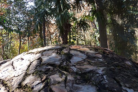 Fundación Naturaleza Viva 5