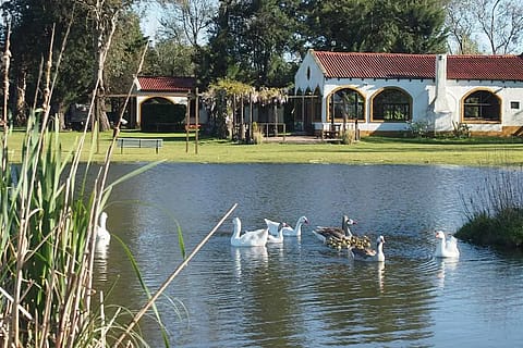 De Campo 2
