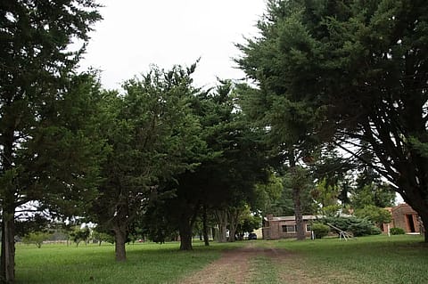 DC Olivera 3