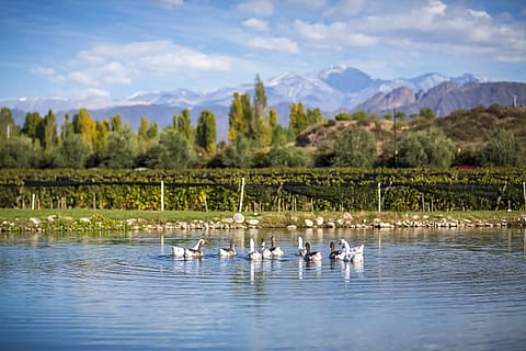 Durigutti Family Winemakers Finca Victoria 3