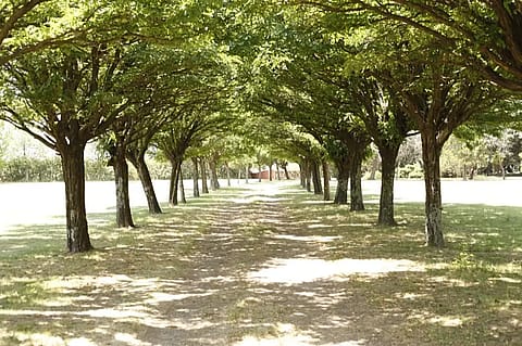 Altos del Burgueño 4
