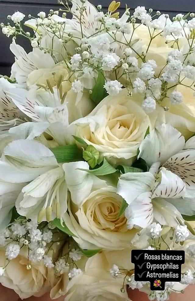 Amapolas y Jazmines