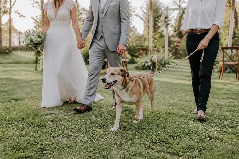 Mascotas en el casamiento: cómo incluirlas sin convertir la fiesta en una prueba