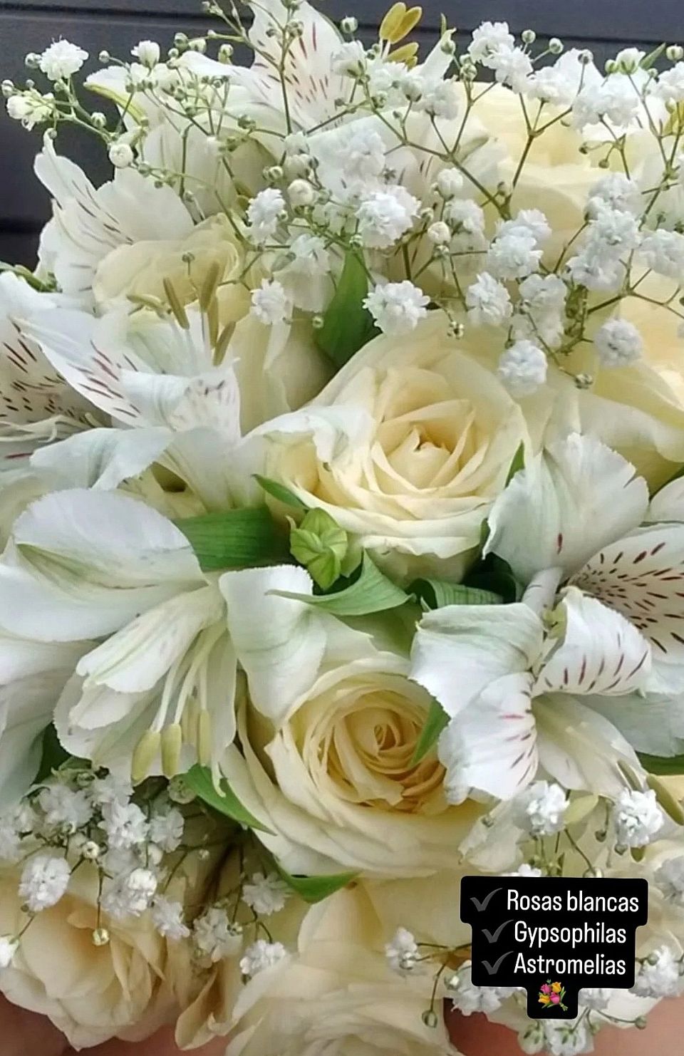 Amapolas y Jazmines