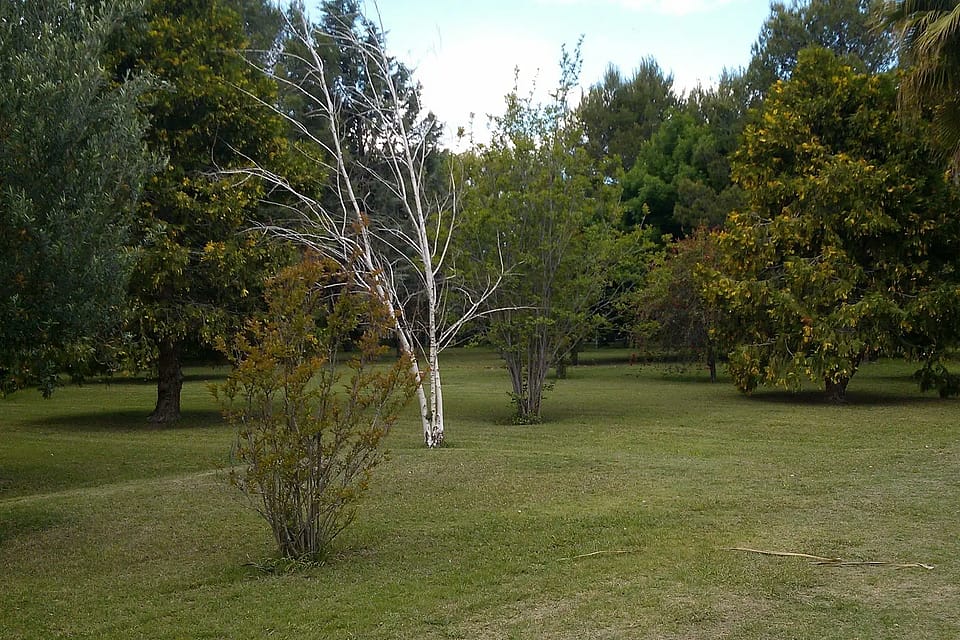 Olivares de San Roque