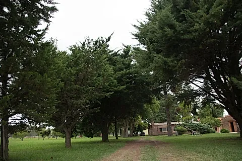 DC Olivera 3