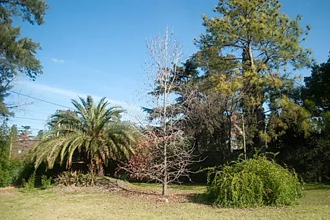 El Leñador 5