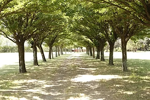 Altos del Burgueño 4
