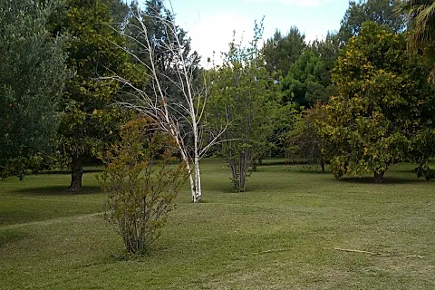 Olivares de San Roque