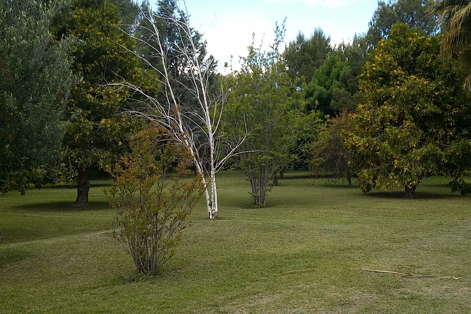 Olivares de San Roque