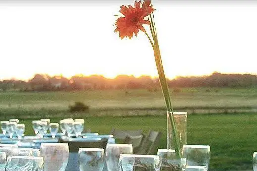 Los Girasoles 4